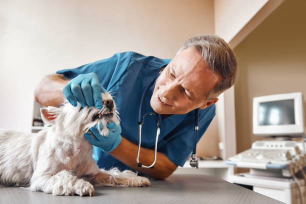 Best Emergency Broken Tooth Repair in Sundance, WY